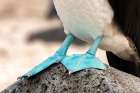 Ecuador-Galapagos National Park-Isla Lobos. Close-up of blue-footed boobys webbed feet. Art Print